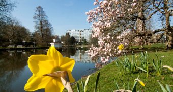 Frühlingsgruß aus dem Rosengarten Zweibrücken Frühlingsgruß aus dem Rosengarten Zweibrücken