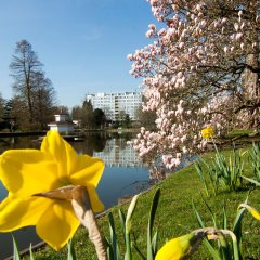 Frühlingsgruß aus dem Rosengarten Zweibrücken