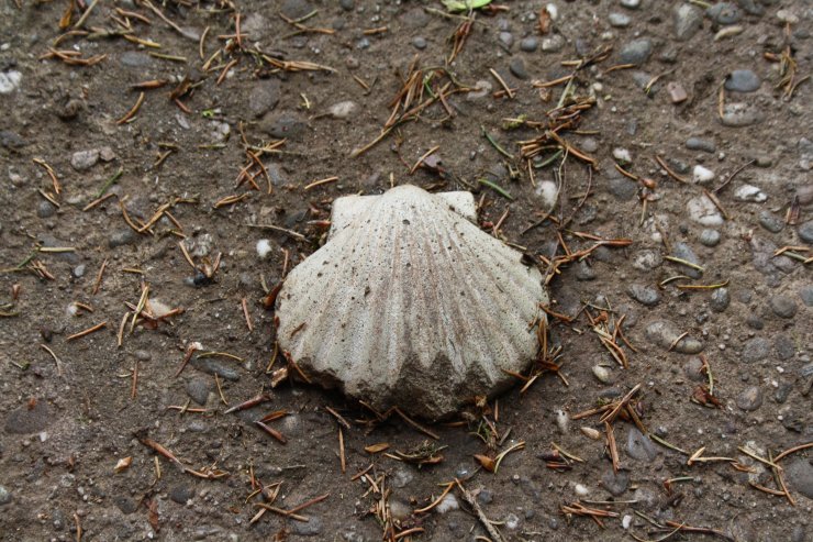 Jakobspilgerweg Jakobspilgerweg