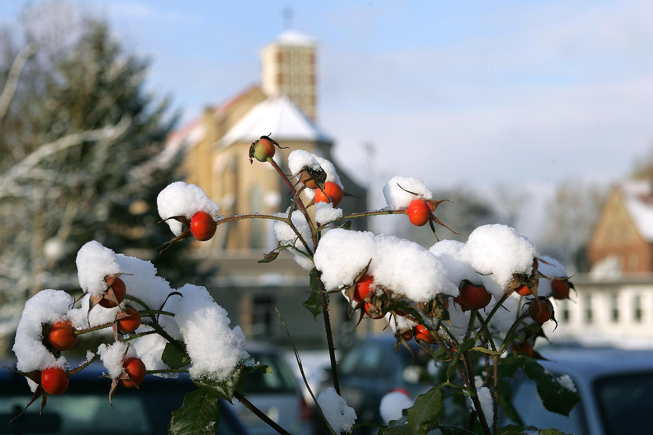 Hagebutt im Schnee Hagebutt im Schnee