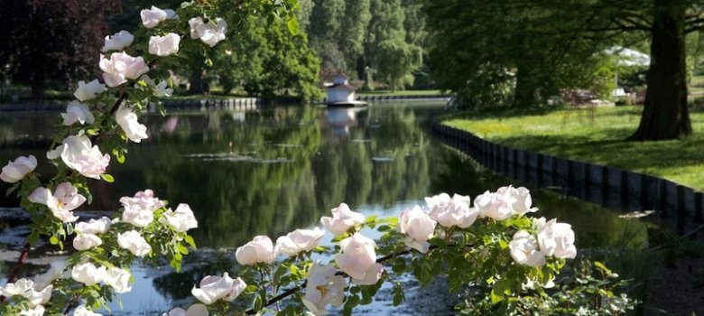 Frühling im Rosengarten