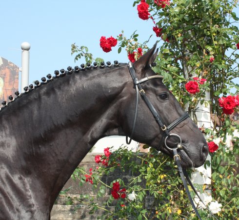 PferdLandgestütZweibrücken