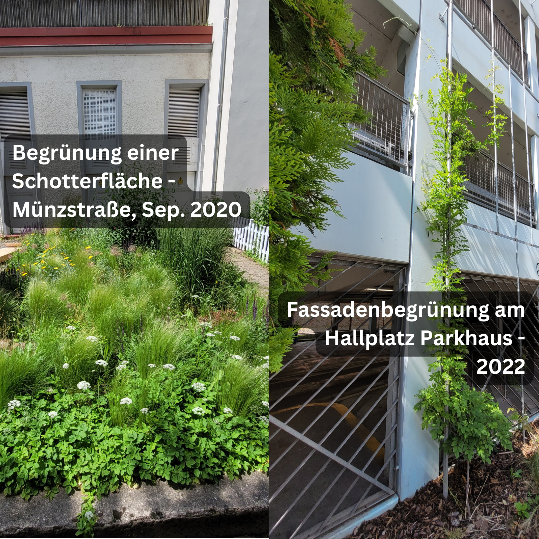 Begrünung SWR Aktuell - 1