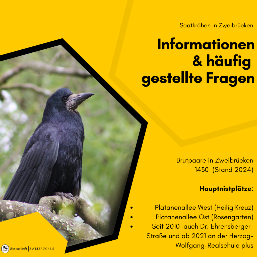 2022-05-02_Mini-Kampagne_Saatkrähen_Ästlinge - 1