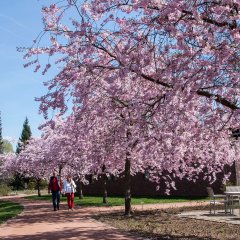 Erster Frühling im Rosengarten