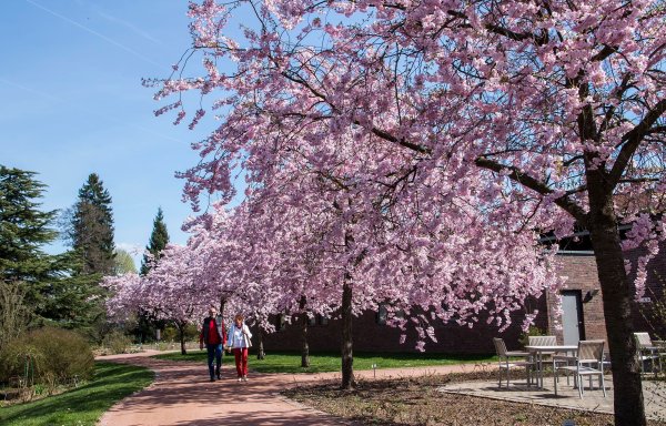 Erster Frühling im Rosengarten