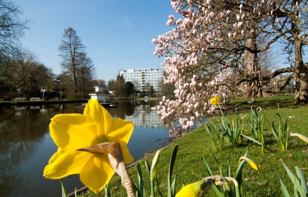 Frühlingsgruß aus dem Rosengarten Zweibrücken