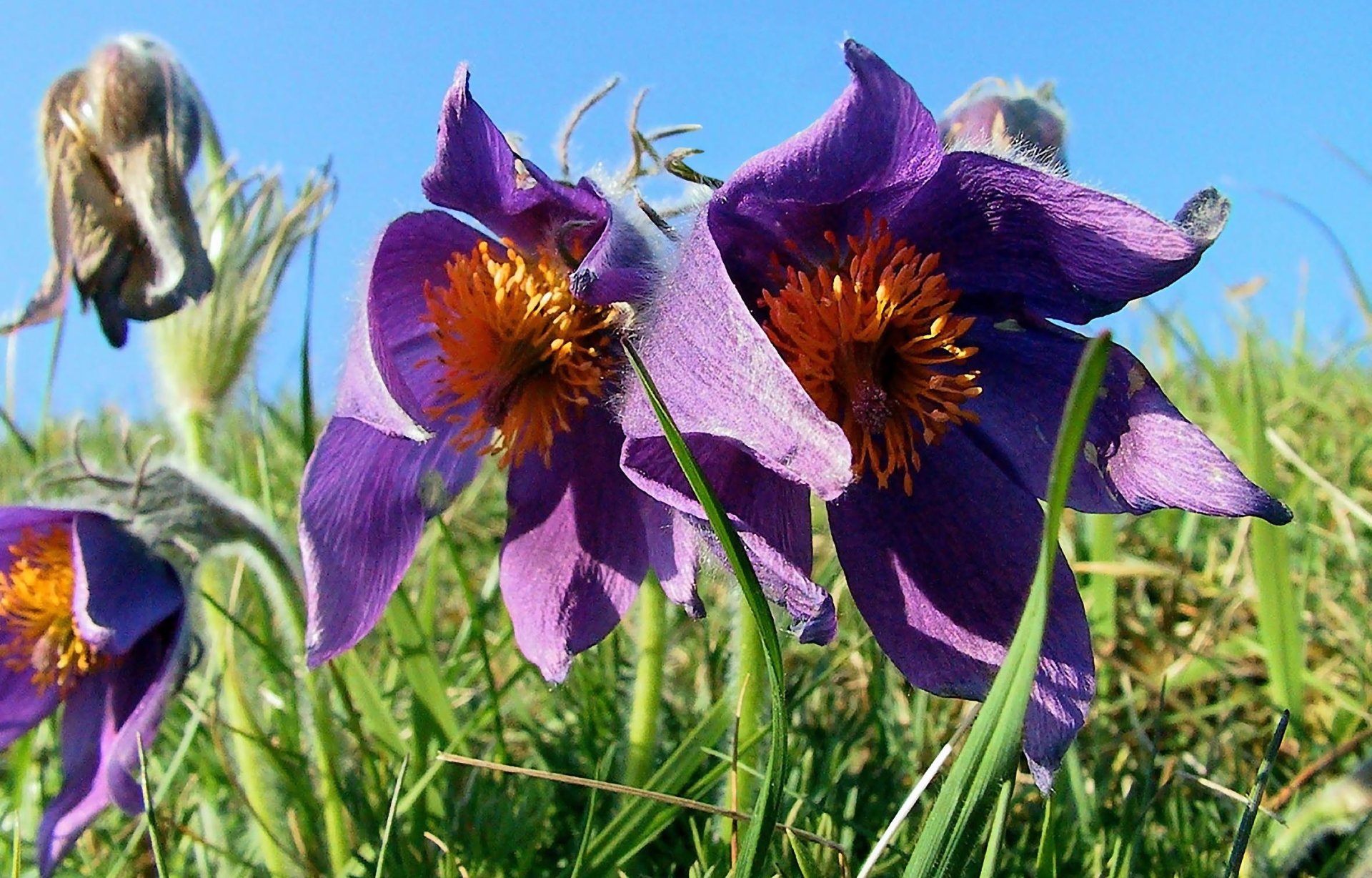 Der offizielle der Stadt Zweibrücken