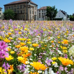 Blumenwiese UBZ