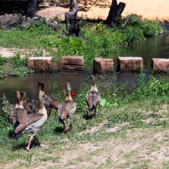 Stadt am Wasser: Entenfamilie