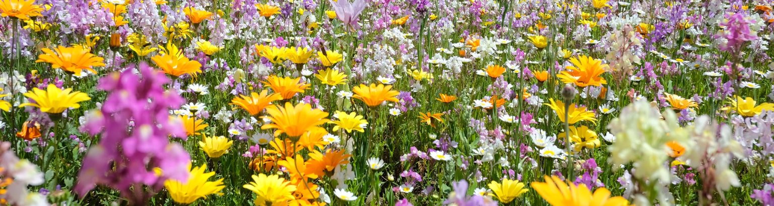 Blumenwiese UBZ Blumenwiese UBZ