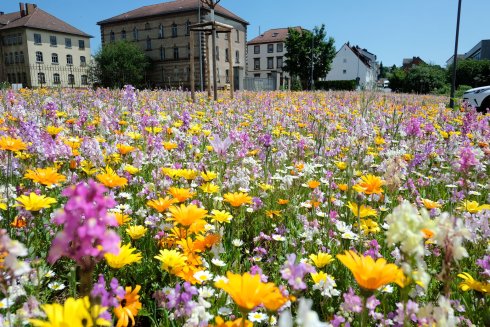 Blumenwiese UBZ Blumenwiese UBZ
