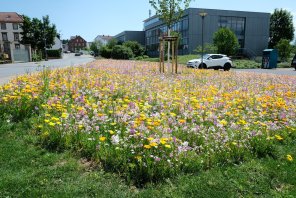 Blumenwiese UBZ Blumenwiese UBZ